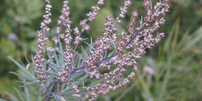 Artemisia vulgaris o que e